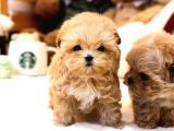 Mükemmel Kalitedeki Toy Poodle Yavrularımız