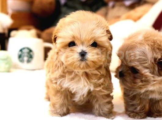 Show Kalite Toy Poodle Bebeklerim görsel