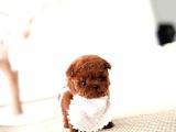 Kore Kanı Red Brown Toy Poodle Yavrularimiz