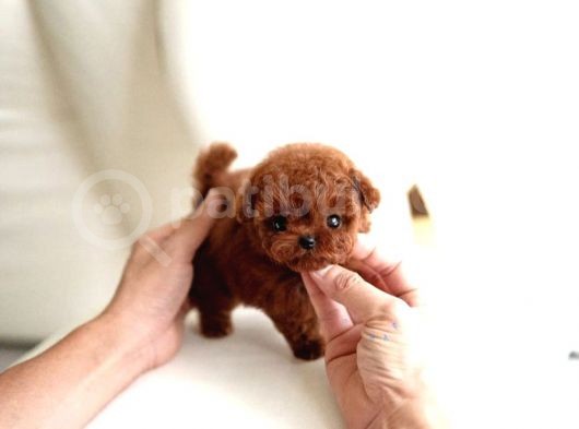 Kore Kanı Red Brown Toy Poodle Yavrularimiz görsel
