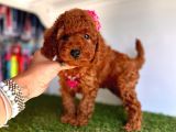 Safkan toy poodle yavrular 