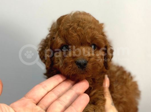 Uysal Bir O Kadar Sevecen  Toy Poodle Yavrular  görsel