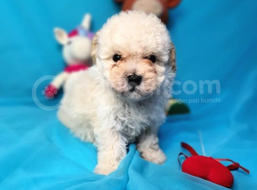 Toy Poodle Di̇şi̇ Çok Özel Bi̇r Yavru