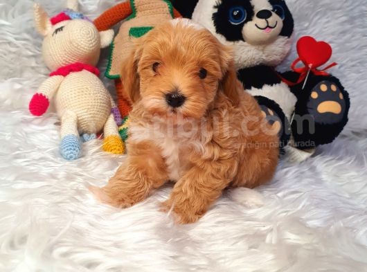 Kizil Malti̇poo Bebekleri̇mi̇z