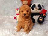 Di̇şi̇ Ve Erkek Safkan Toy Poodle Bebekler
