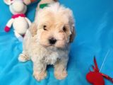 Muhteşem Güzelli̇kte Di̇şi̇ Malti̇poo Yavrularimiz