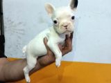 FRENCH BULDOG YAVRULAR