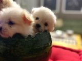 Teacup Maltipolar
