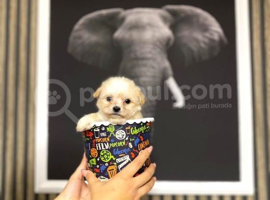 Teacup Maltipolar görsel