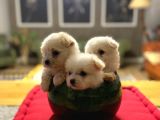 Teacup maltipolar