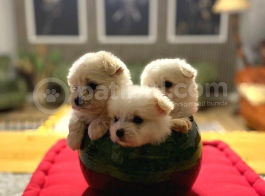 Teacup Maltipolar