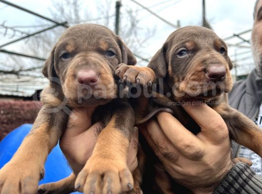 King Görenleri Hayran Bırakacak Doberman Yavrular görsel