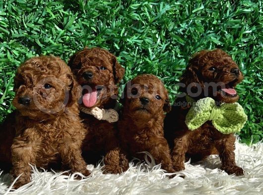Efsane Kore Kanı Red Brown The Cup Poodle Yavrularımız