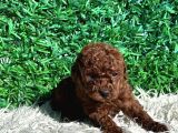 Efsane Kore Kanı Red Brown The Cup Poodle Yavrularımız