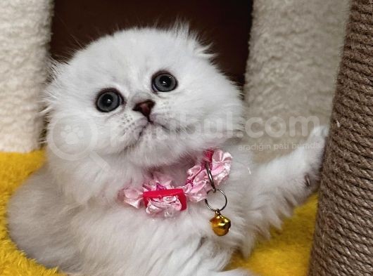 Muhteşem Güzellik Dişi Scottish Longhair Bebemiz görsel