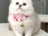 Muhteşem Güzellik Dişi Scottish Longhair Bebemiz