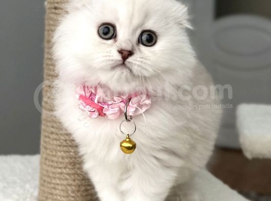 Muhteşem Güzellik Dişi Scottish Longhair Bebemiz