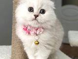 Yok Böyle Güzellik Dişi Pofuduk Boncuk Kızımız