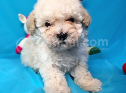 Toy Poodle Di̇şi̇ Çok Özel Bi̇r Yavru görsel