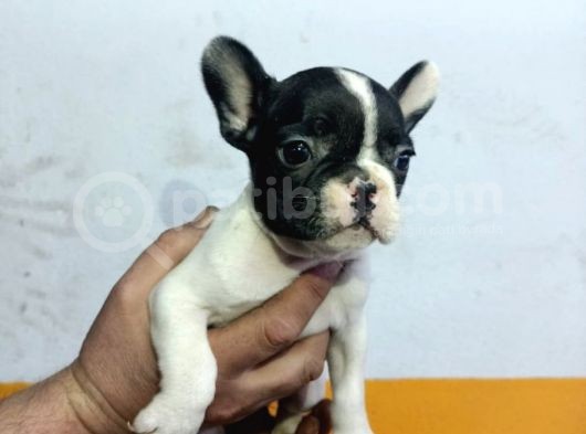 French Buldog Yavrular görsel