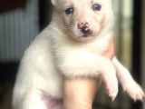 Sibirya Kurdu Husky Bebekler
