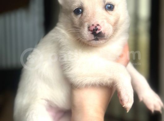 Sibirya Kurdu Husky Bebekler görsel
