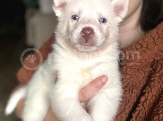 Sibirya Kurdu Husky Bebekler