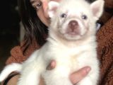 Sibirya Kurdu Husky Bebekler