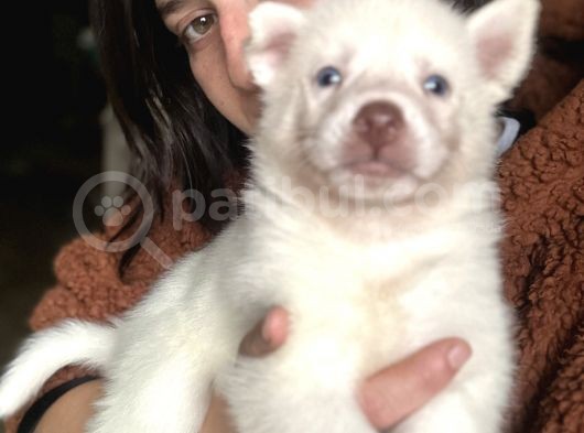 Sibirya Kurdu Husky Bebekler görsel