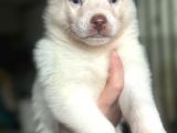 Sibirya Kurdu Husky Bebekler