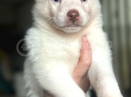 Sibirya Kurdu Husky Bebekler görsel