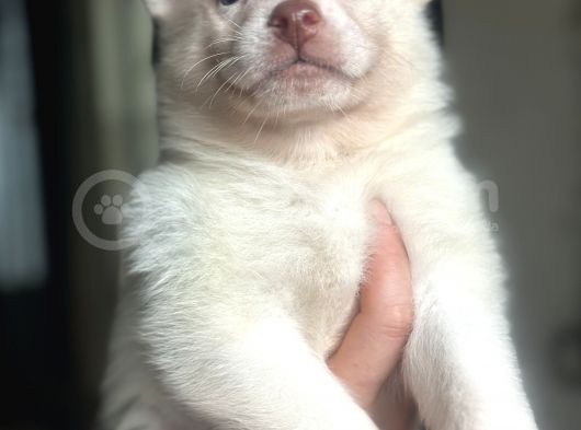 Sibirya Kurdu Husky Bebekler görsel