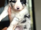 Border Collie Yavrular