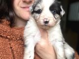 Border Collie Yavrular
