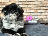Dünyanin En Zeki̇ Köpeği̇ Border Colli̇e