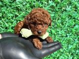 Kore Kanı 2 Kg Tea Cup Poodle Red Brown