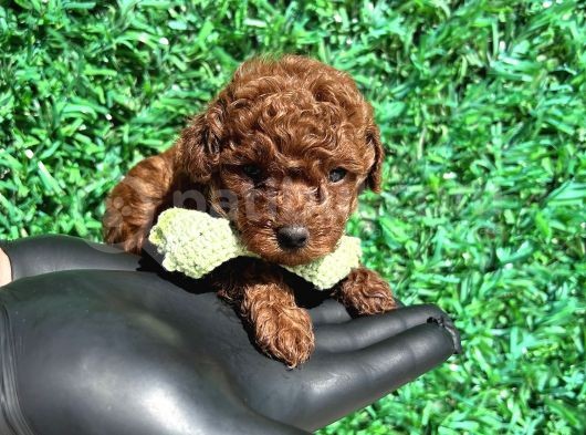Kore Kanı 2 Kg Tea Cup Poodle Red Brown görsel