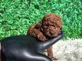 Kore Kanı 2 Kg Tea Cup Poodle Red Brown