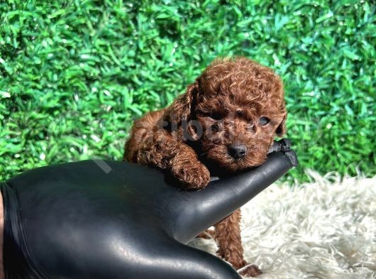 Kore Kanı 2 Kg Tea Cup Poodle Red Brown görsel