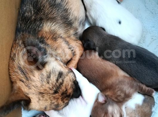 161023 Doğumlu Mükemmel Safkan Chihuahua Yavru görsel