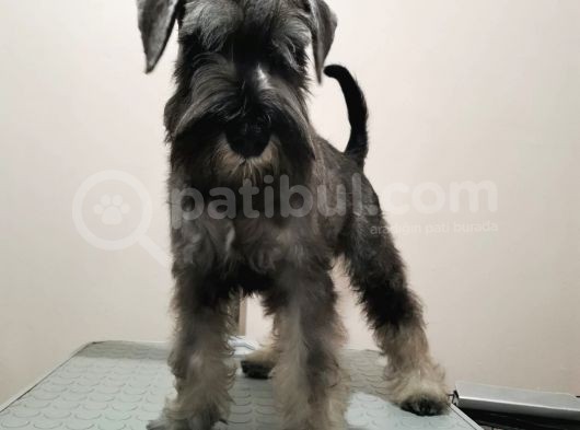 Fci̇ A Secereli Minyatür Schnauzer Yavruları görsel