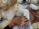 Yavru Golden Retriever