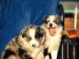 Blue Merle Border Collie