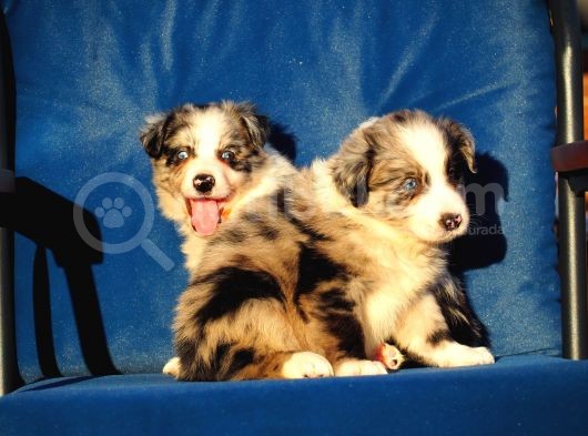 Blue Merle Border Collie görsel