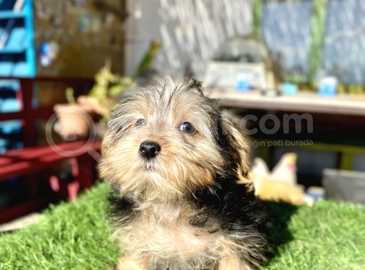 0 Numr Mini Boy Morkie Oğlumuz görsel
