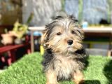 0 Numr Mini Boy Morkie Oğlumuz