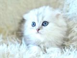 İpeksi uzun güzel tüylü silver scottish fold longhair