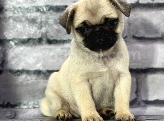 Pug İstanbul