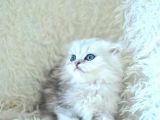 İpeksi Uzun Güzel Tüylü Silver Scottish Fold Longhair