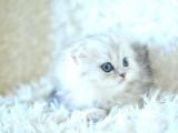 İpeksi Uzun Güzel Tüylü Silver Scottish Fold Longhair